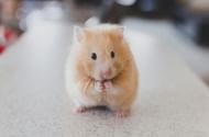 keeping the pets away from dead rodents (Image via Unsplash/ Ricky Kharawala)